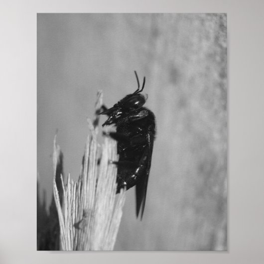 Hummel Poster (Vorne)