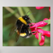 Hummel Poster (Vorne)