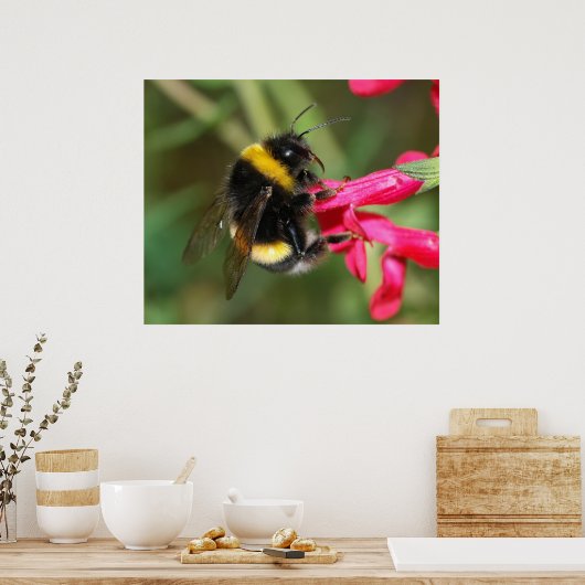 Hummel Poster (Küche)