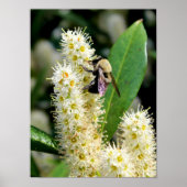 Hummel Poster (Vorne)