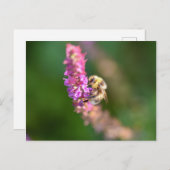 Hummel Postkarte (Vorne/Hinten)