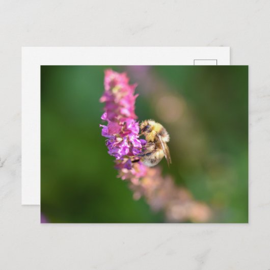 Hummel Postkarte (Vorne/Hinten)