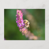 Hummel Postkarte (Vorderseite)