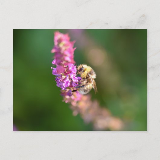Hummel Postkarte (Vorderseite)