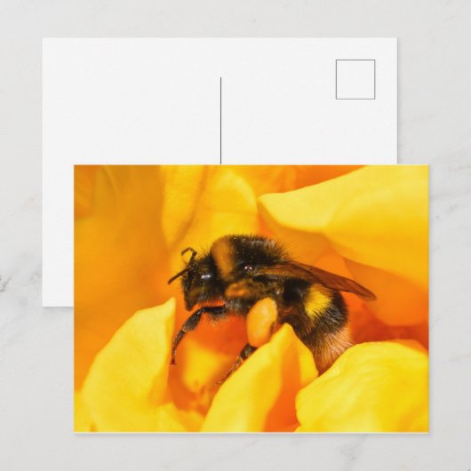 Hummel Postkarte (Vorne/Hinten)