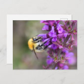 Hummel Postkarte (Vorne/Hinten)