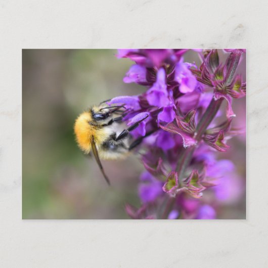Hummel Postkarte (Vorderseite)