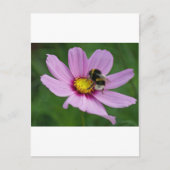 Hummel Postkarte (Vorderseite)