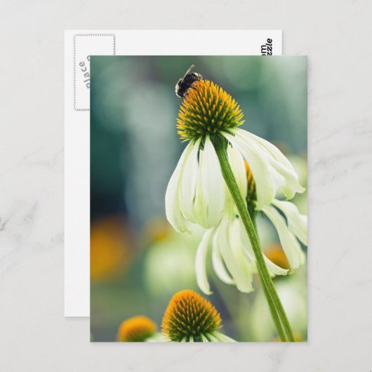 Hummel Postkarte (Vorne/Hinten)