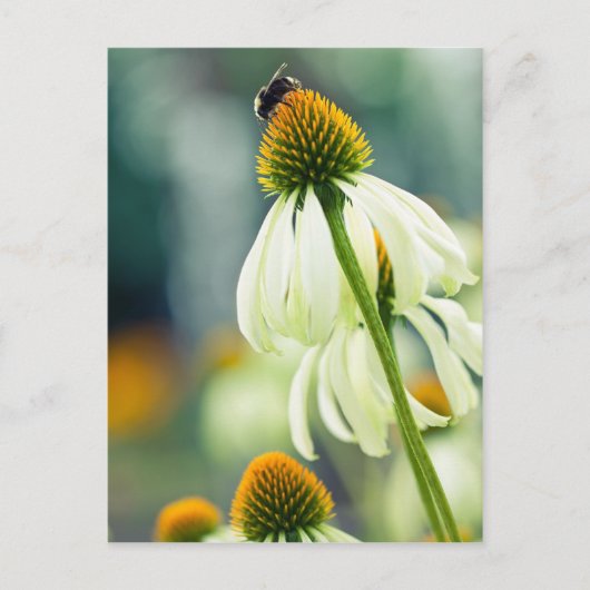 Hummel Postkarte (Vorderseite)