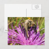 Hummel Postkarte (Vorne/Hinten)