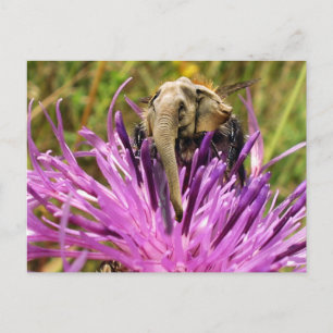 Hummel Postkarte