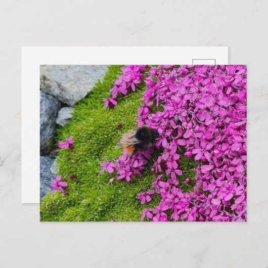 Hummel Postkarte (Vorne/Hinten)