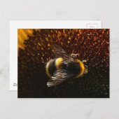 Hummel Postkarte (Vorne/Hinten)