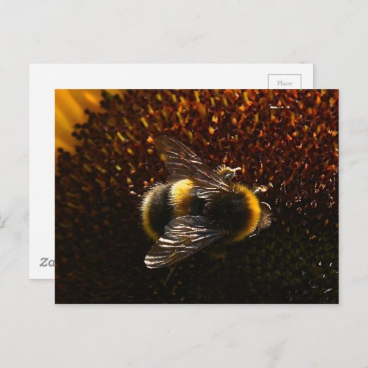 Hummel Postkarte (Vorne/Hinten)