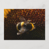 Hummel Postkarte (Vorderseite)