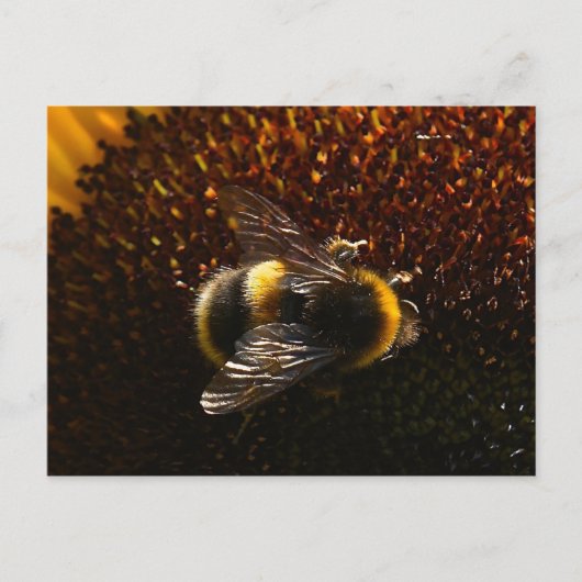 Hummel Postkarte (Vorderseite)