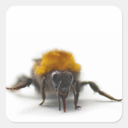 Hummel Quadratischer Aufkleber (Vorderseite)