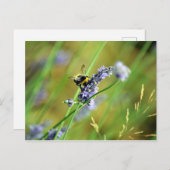 Hummel und Lavendel Postkarte (Vorne/Hinten)