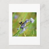 Hummel und Lavendel Postkarte (Vorderseite)