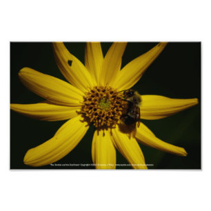 Hummel und Sonnenblumen Fotodruck