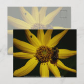 Hummel und Sonnenblumen Postkarte (Vorne/Hinten)