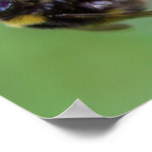 Hummelbeere-Foto Poster (Ecke)