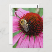 Hummelbiene 2 postkarte (Vorne/Hinten)