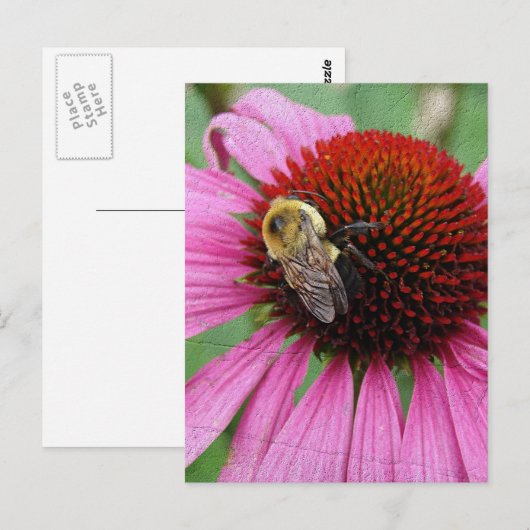 Hummelbiene 2 postkarte (Vorne/Hinten)