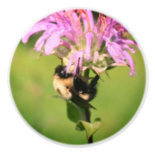 Hummelbiene auf Bienenstöcke Blume Nah Keramikknauf