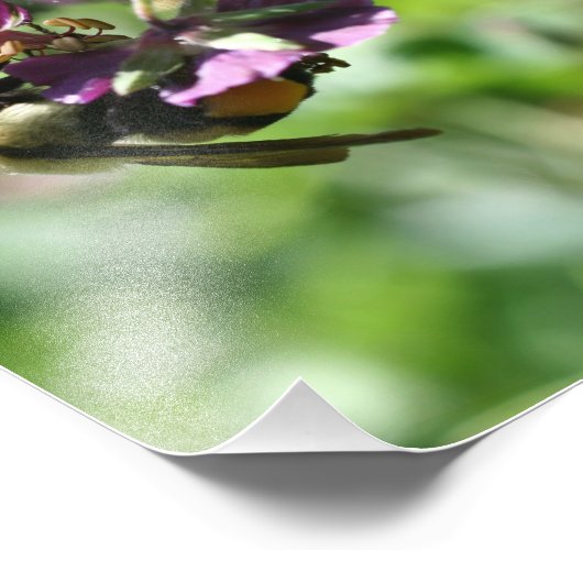 Hummelbiene auf Blume 8x10 Fotodruck (Ecke)