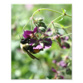 Hummelbiene auf Blume 8x10 Fotodruck (Vorne)