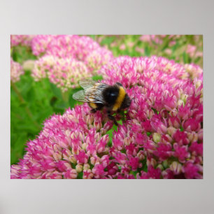 Hummelbiene auf dem Sedum Poster