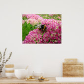 Hummelbiene auf dem Sedum Poster (Küche)