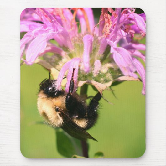 Hummelbiene auf der Bienenbalm-Blume Mousepad (Vorne)
