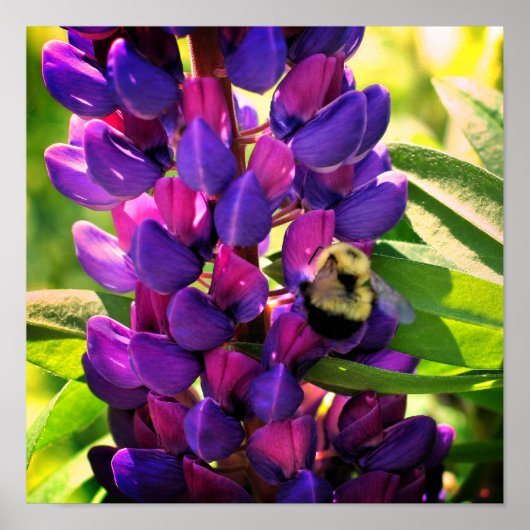 Hummelbiene auf der Blume der wilden Lupine Nah Poster (Vorne)