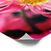 Hummelbiene auf rosa Daisy Blume 2 Poster (Ecke)