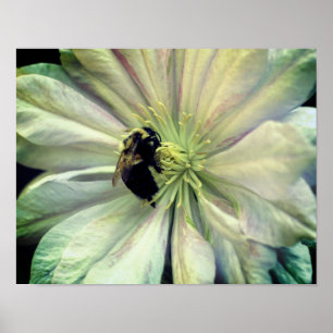Hummelbiene auf White Clematis Blume Poster