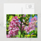 Hummelbiene schwebt über Lilacs Postkarte (Vorne/Hinten)