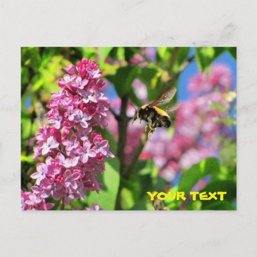 Hummelbiene schwebt über Lilacs Postkarte (Vorderseite)