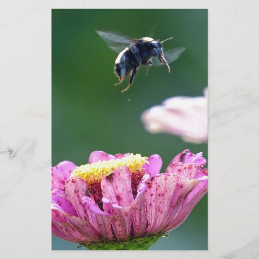 Hummelflug Briefpapier (Vorderseite)