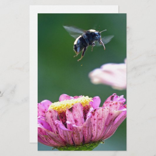 Hummelflug Briefpapier (Vorne/Hinten)