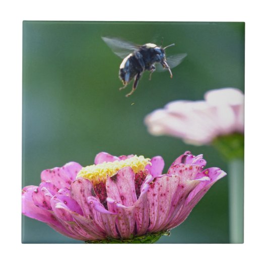 Hummelflug Fliese (Vorderseite)