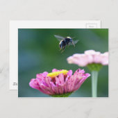 Hummelflug Postkarte (Vorne/Hinten)