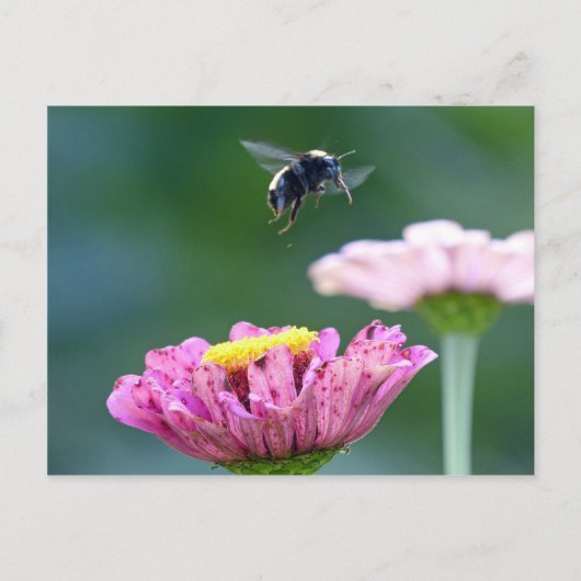 Hummelflug Postkarte (Vorderseite)