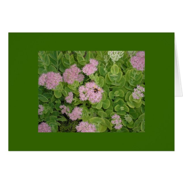 Hummelkarte (Vorderseite (Horizontal))