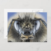 Hummelleiter Postkarte (Vorne/Hinten)