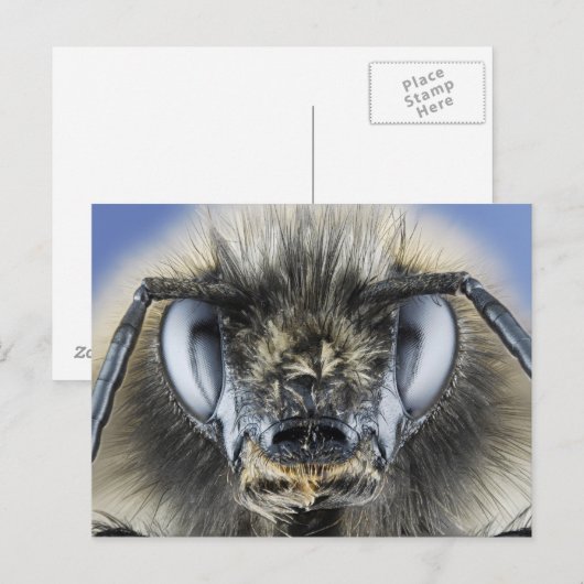 Hummelleiter Postkarte (Vorne/Hinten)