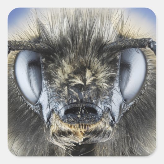 Hummelleiter Quadratischer Aufkleber (Vorderseite)