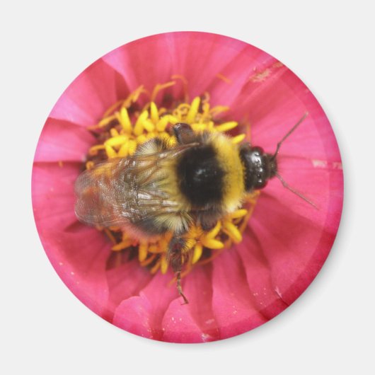 Hummelmagnet Magnet (Vorne)